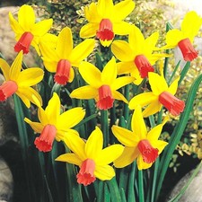 Narcissus jetfire dwarf for sale  UK