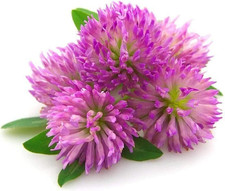 Seeds red clover for sale  Greenville