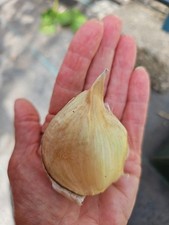 Genuine elephant garlic for sale  FORRES