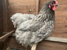 Blue orpington free for sale  STOURBRIDGE