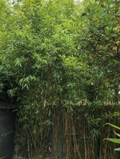 giant bamboo for sale giant bamboo for sale LEICESTER