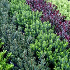 Hebe magical evergreen for sale  BIRMINGHAM