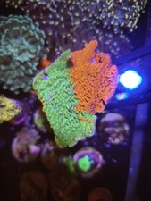 Wysiwyg grafted montipora for sale  BRISTOL