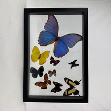 Butterfly display taxidermy for sale  Boca Raton
