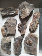 Lot trilobites ordovicien d'occasion  Châteaubriant