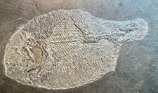 Dapedium punctatum fossil gebraucht kaufen  Hamburg