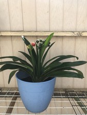 Clivia miniata bush for sale  Baldwin Park