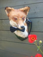 Taxidermy gentleman fox for sale  BILLINGHAM