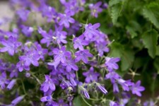 Ground cover campanula for sale  SALISBURY