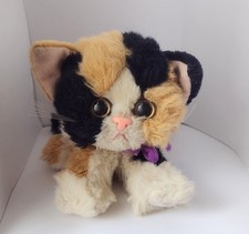 Kitty kitty kittens for sale  Clementon