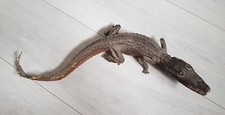 Rare crocodile taxidermie d'occasion  Argenteuil