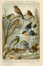 1895 stampa antica usato  Pescara