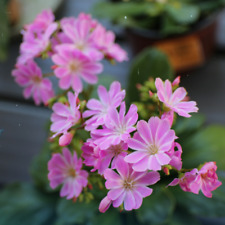 Lewisia seeds seeds for sale  Meridian