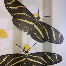 Antique papilio butterfly for sale  Chelsea