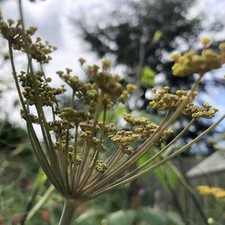 Plug plants bronze for sale  TELFORD