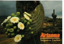 Arizona usa saguaro for sale  WORTHING