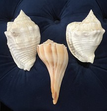 Lightning whelk shell for sale  Shalimar