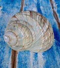 Conchiglia turbo marmoratus usato  San Giorgio a Cremano