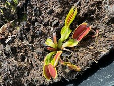 Dionaea muscipula wine gebraucht kaufen  Mühldorf a.Inn