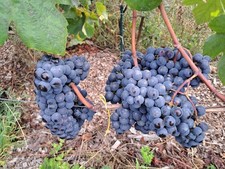 Concord grape vine for sale Concord grape vine for sale  ST. IVES