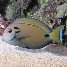 Vampire tang acanthurus for sale  HAYWARDS HEATH