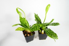 Spike bud paphiopedilum d'occasion  Expédié en Belgium