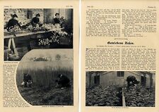 Getriebene rosen foto gebraucht kaufen  Hamburg