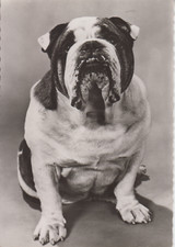 Carte postale chien d'occasion  Saint-Malo