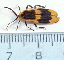 Cerambicidae S-480, usado comprar usado  Enviando para Brazil