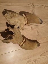 Kuh gehörn geweih gebraucht kaufen  Bad Soden-Salmünster