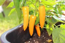 Bulgarian carrot chili gebraucht kaufen  Seevetal