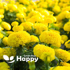 African marigold mary for sale  DONCASTER