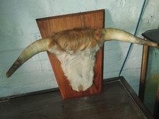 Vintage taxidermy highland for sale  BANWELL