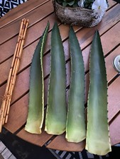 Agarve aloe vera gebraucht kaufen  Wuppertal