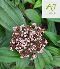 Viburnum davidii 7.5 for sale  HEREFORD