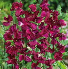 Sweet pea royal for sale  Sevierville