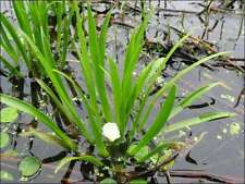 Water soldiers oxygenating for sale  MARKET RASEN