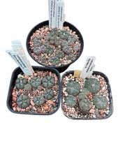 Ariocarpus collection seedling for sale  DEVIZES