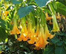 Brugmansia pumpkin yellow for sale  Venice