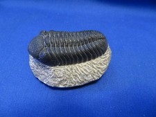 trilobite for sale  Center Line