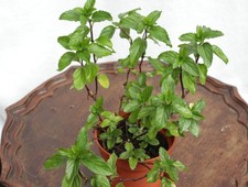 Black peppermint plant for sale  NEWCASTLE EMLYN