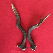 Fancy fallow deer for sale  DUNDEE