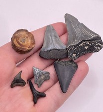 tiger teeth for sale tiger teeth for sale Charleston