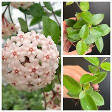 Hoya cv. chouke. for sale  NOTTINGHAM
