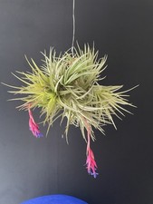 Magnifique boule tillandsia d'occasion  Aire-sur-l'Adour