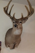 Wide tall whitetail for sale  Brandon