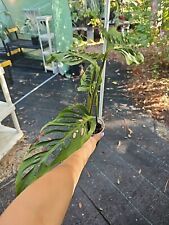 Monstera adansonii large for sale  Englewood