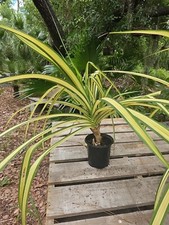 Large pandanus sanderi for sale  Englewood