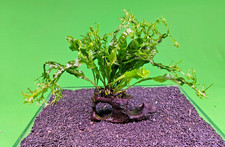 Java fern windelov for sale  SCUNTHORPE