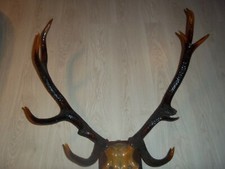 Ender rothirsch hirsch gebraucht kaufen  Rheinmünster